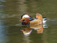 Mandarinente Männchen